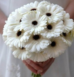 White Gerbera Daisies