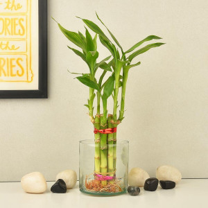 Lucky Bamboo