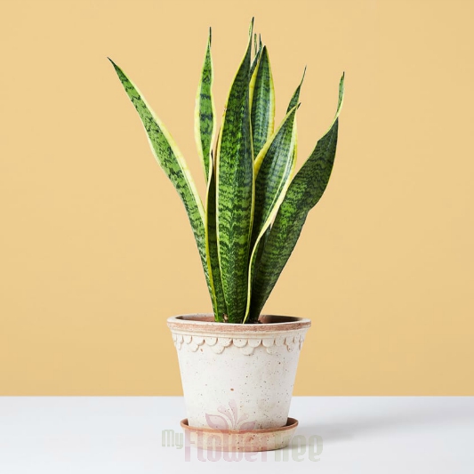 Snake Plant - MyFlowerTree