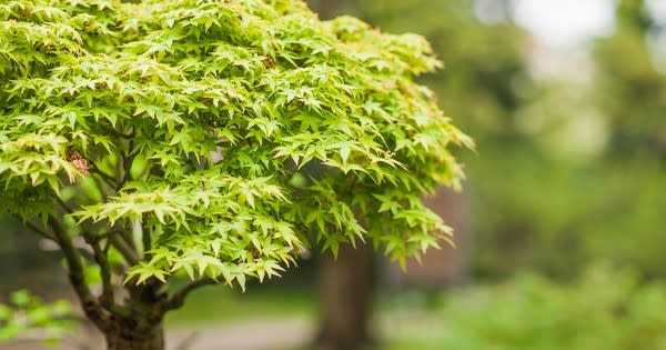 Top 7 fast growing tree in India-myflowertree