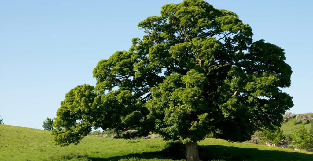 Oak Tree