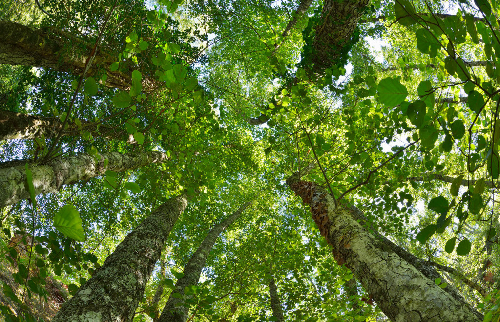 Alder Tree