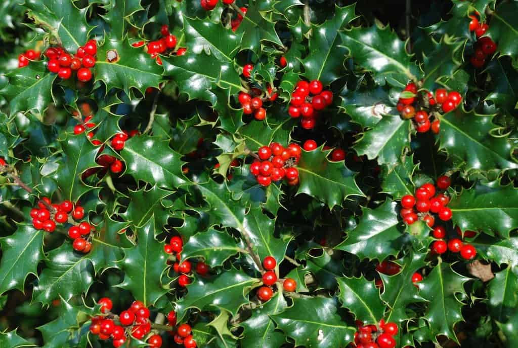 Holly Tree