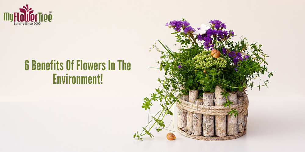 6 Benefits Of Flowers In The Environment!