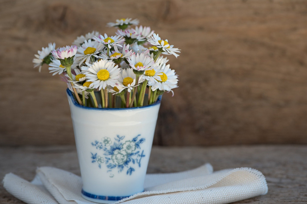 Daisy Flowers in India-MyFlowerTree
