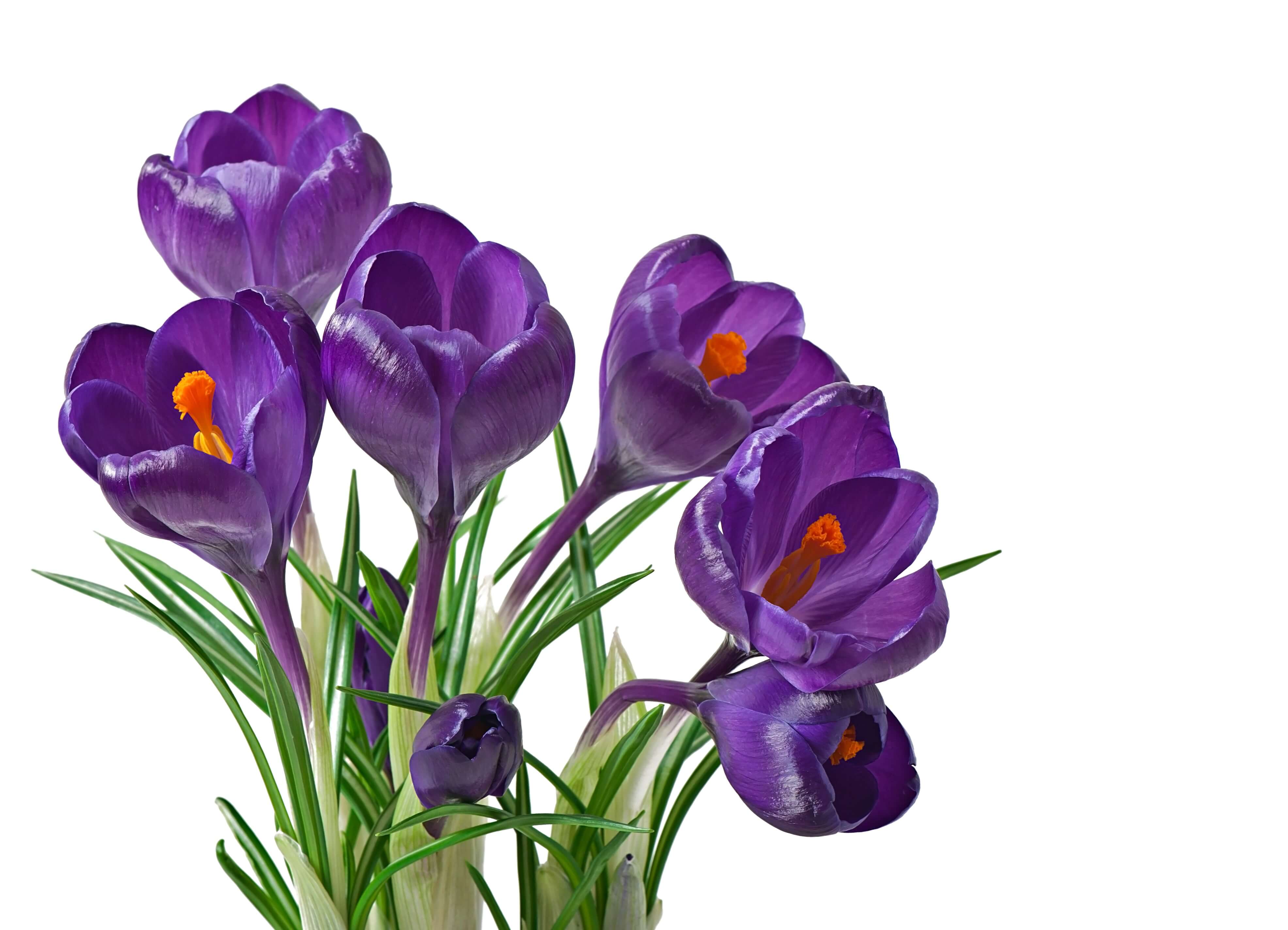 Top 10 Early-Blooming Flowers in Spring Season
