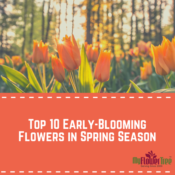 Top 10 Early-Blooming Flowers in Spring Season