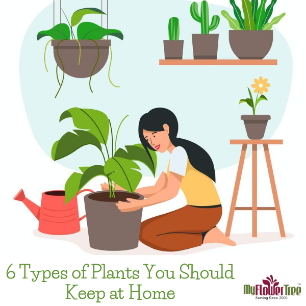 6 Types of Plants You Should Keep at Home