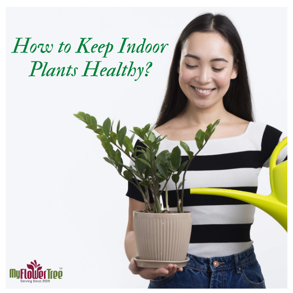 How to Keep Indoor Plants Healthy?