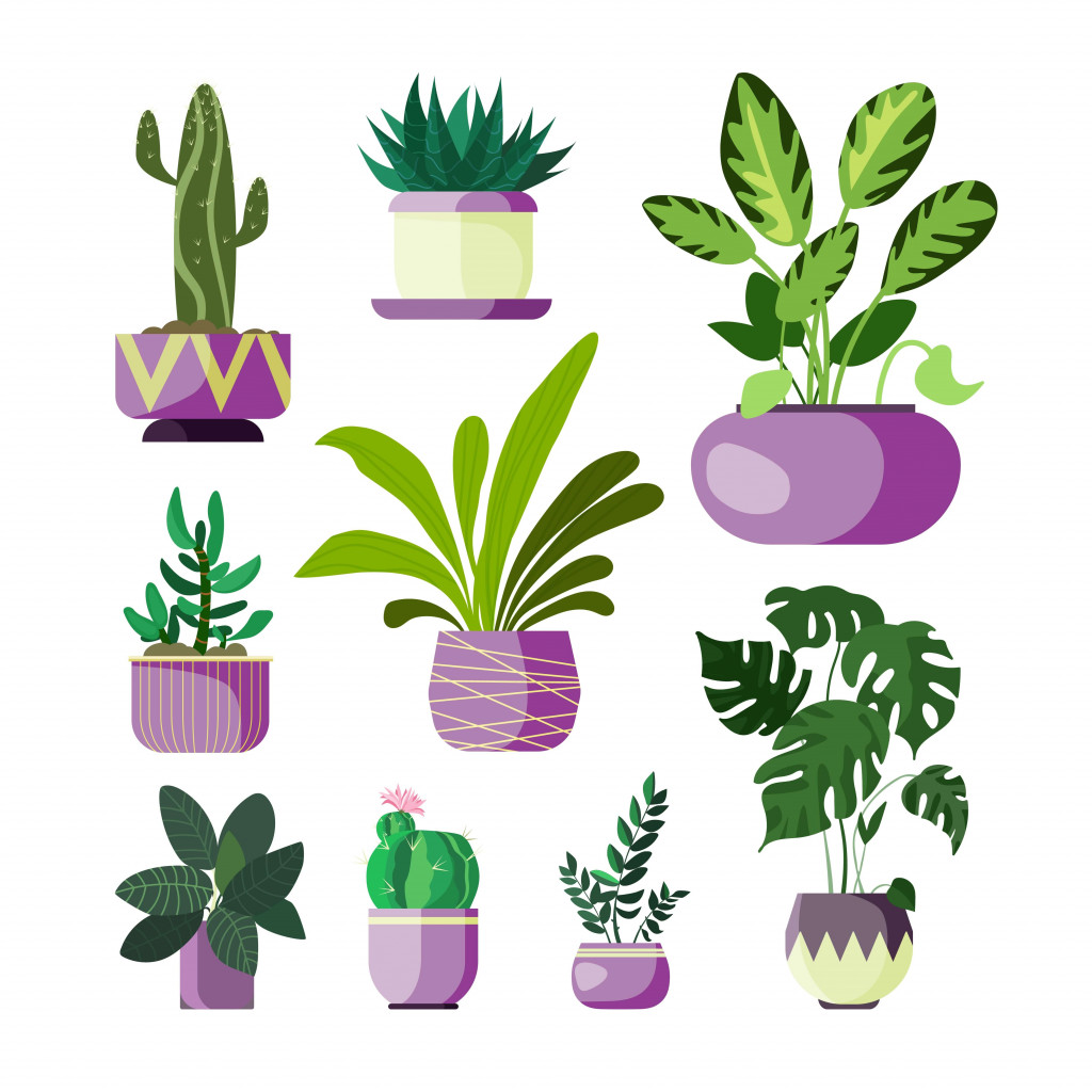 keep plants in different pots 