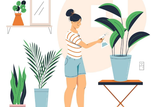 Tips to Decorate Your Home with Indoor Plants