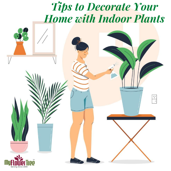 Tips to Decorate Your Home with Indoor Plants