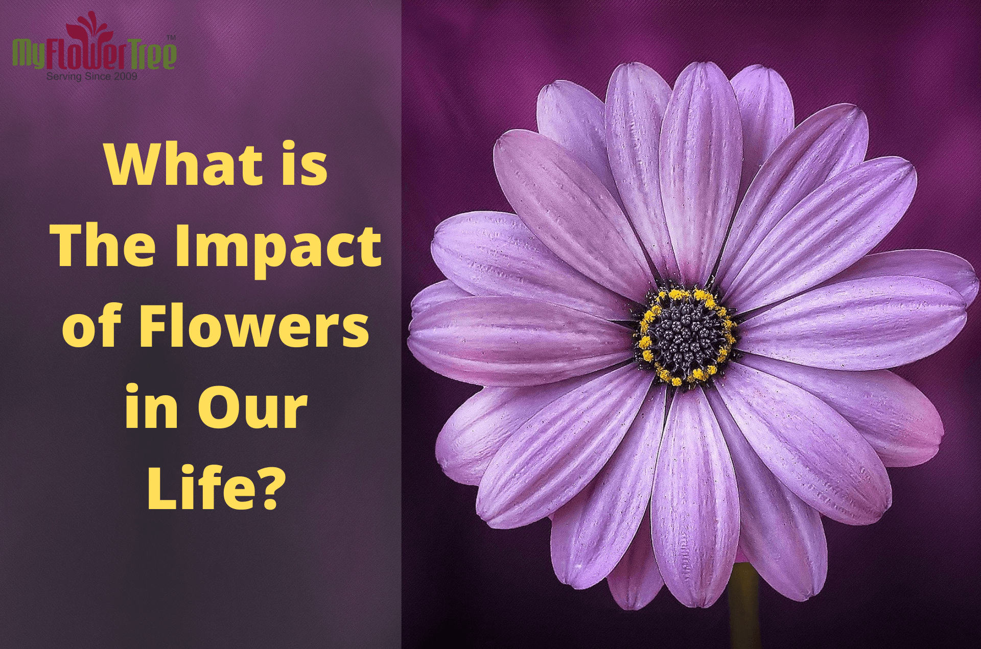 What is The Impact of Flowers in Our Life-MyFlowerTree