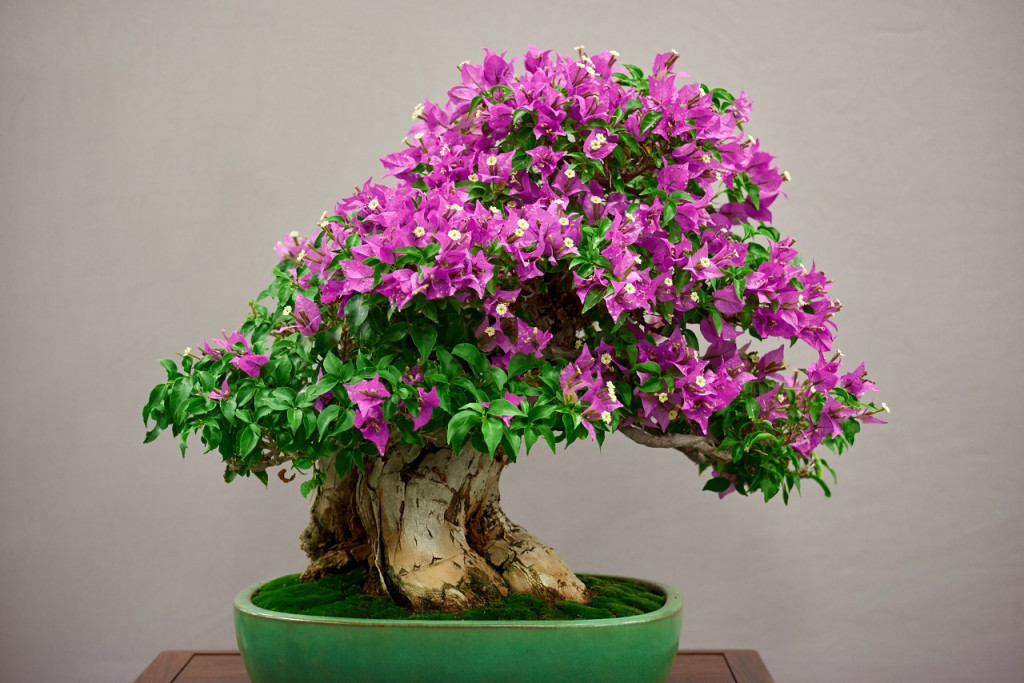 Present Bonsai Plants