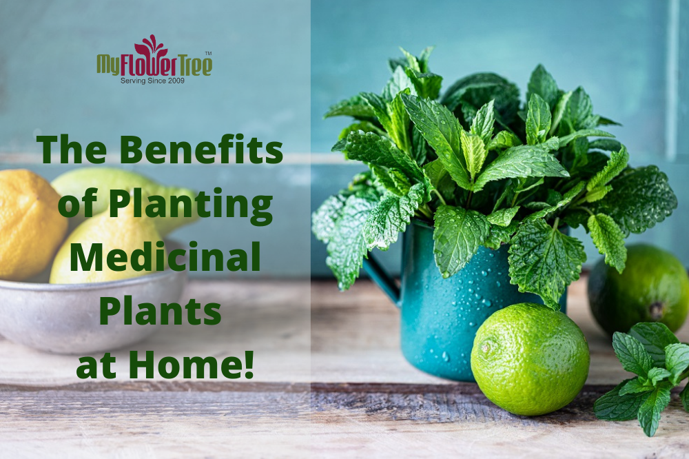 Top 7 Benefits of Planting Medicinal Plants at Home!