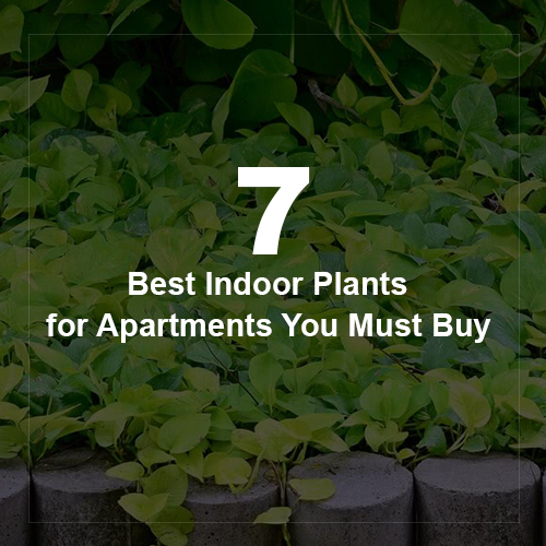 7 Best Indoor Plants for Apartments You Must Buy