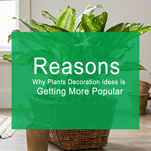 Reasons Why Plants Decoration Ideas Is Getting More Popular