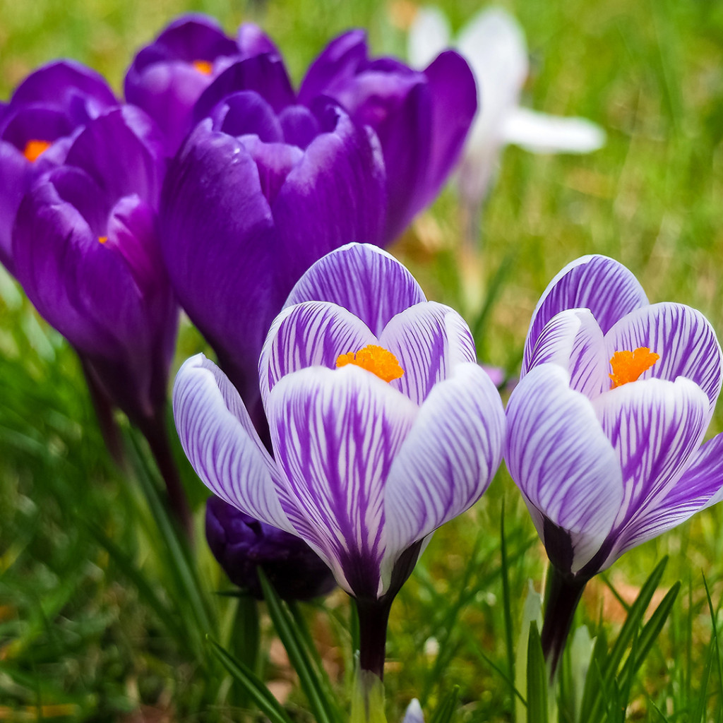 Wild-flower garden