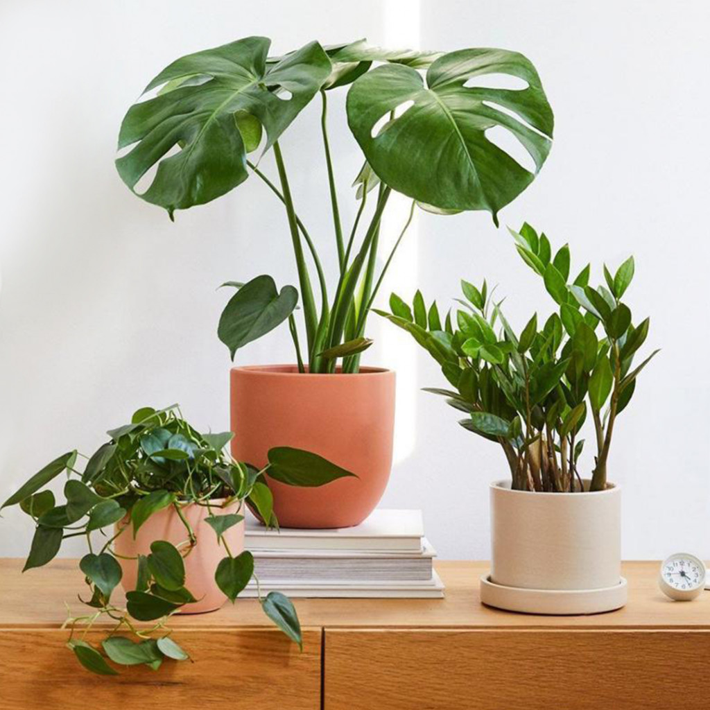 Set of Indoor plants for the novice gardener