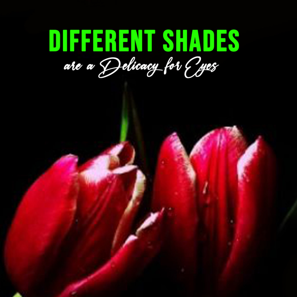 Different shades are a delicacy for eyes