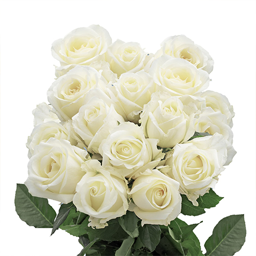 White rose hot sale for girlfriend