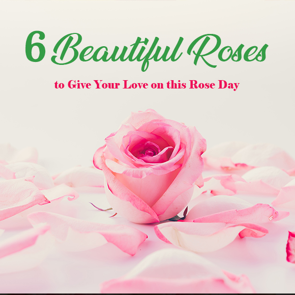 Rose Day feature image