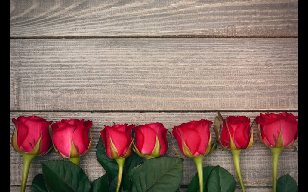 red roses for rose day