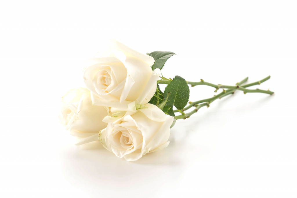 white rose for rose day