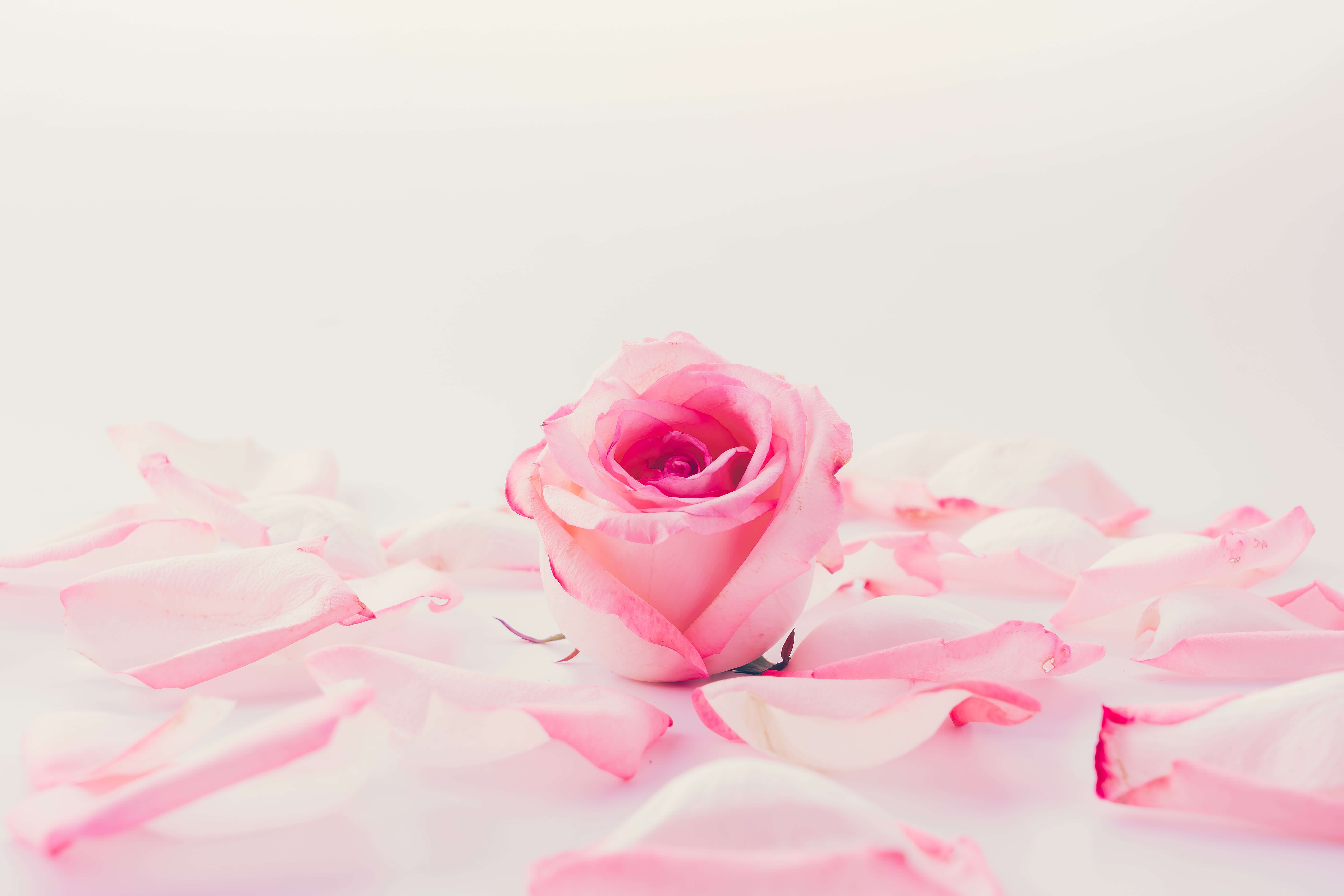 7 Different Colors of Roses You Can Buy on Rose Day | Blog - MyFlowerTree