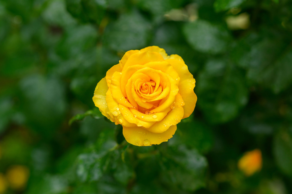 yellow rose for rose