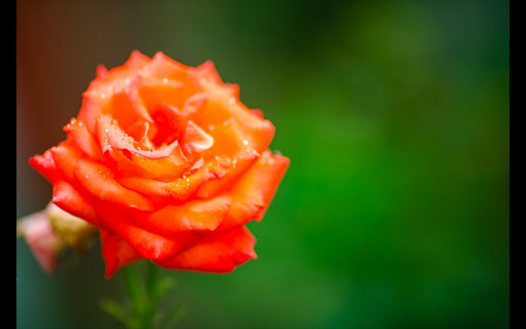 orange rose as rose day gift