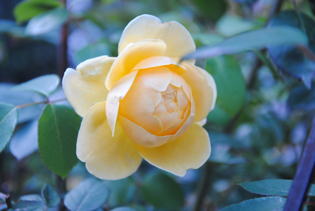 cream rose for rose day