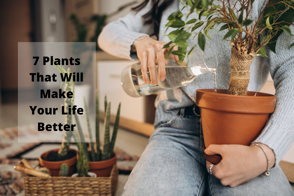 7 Plants That Will Make Your Life Better