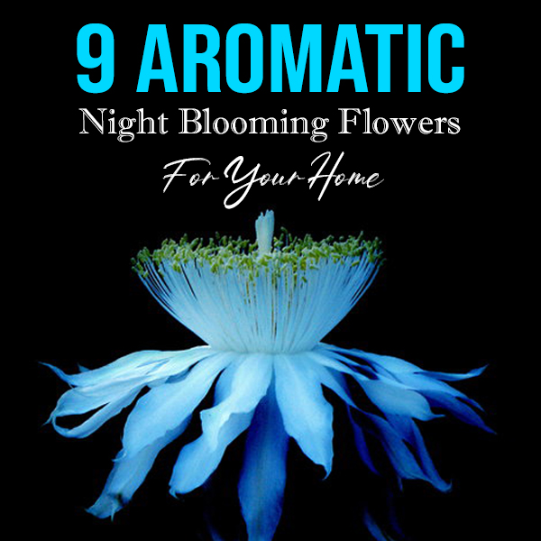 Night Blooming Flowers feATURE IMAGE