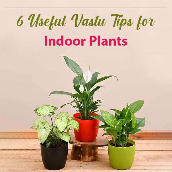 Indoor Plants featue image