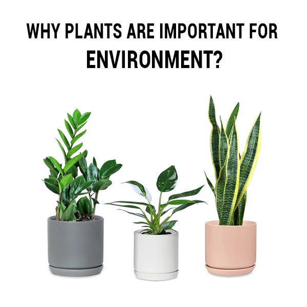 Why Plants are Important for Environment