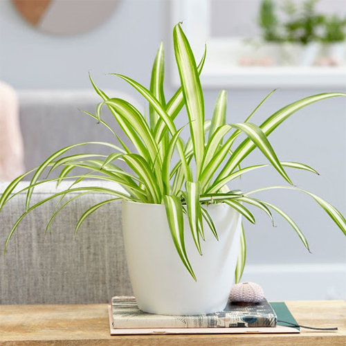 Artsy Artificial banayan leaf bunch plant for home decor, for vase