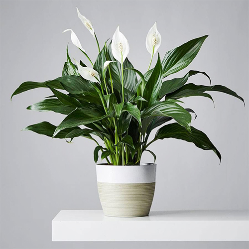 Gifting deals plants online