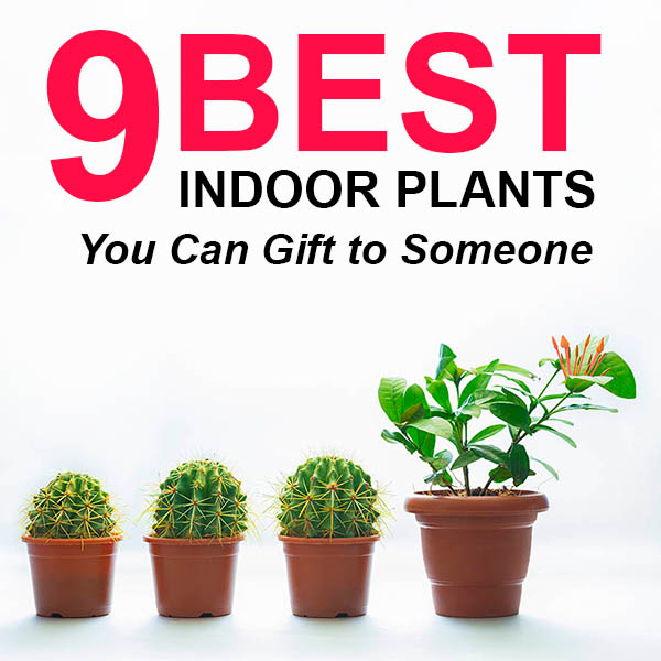 9 Best Indoor Plants Feature image