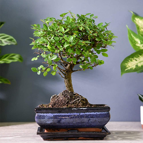 Where to place the bonsai tree