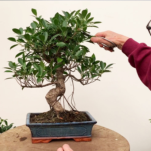 Prune your bonsai tree home