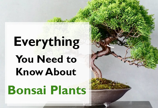 Bonsai Plants Feature image