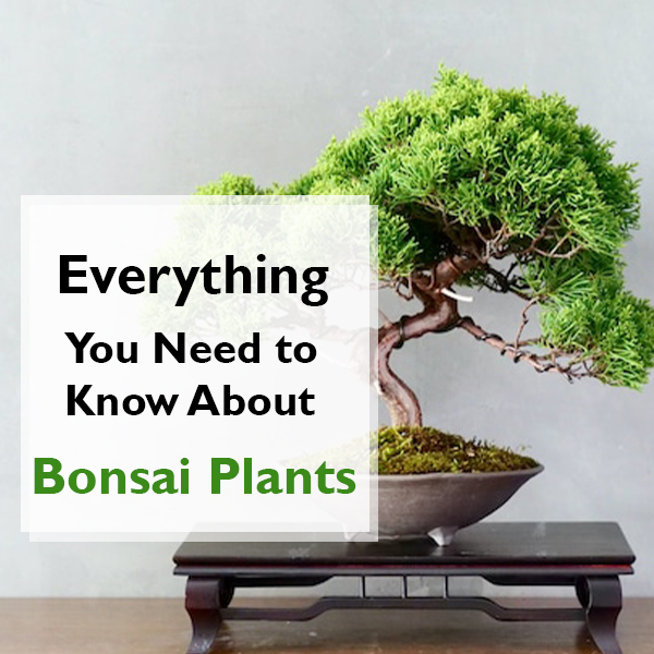 Bonsai Plants Feature image