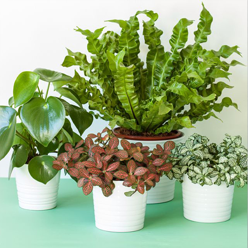 free download best indoor plants