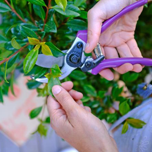 Pruning and fertilizing