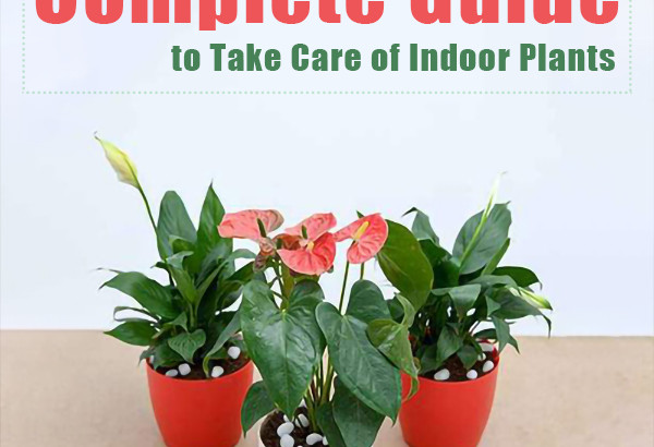 Guide For Indoor Plants