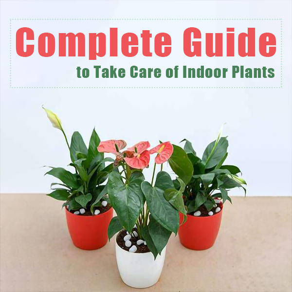 to Take Care of Indoor Plants feature image