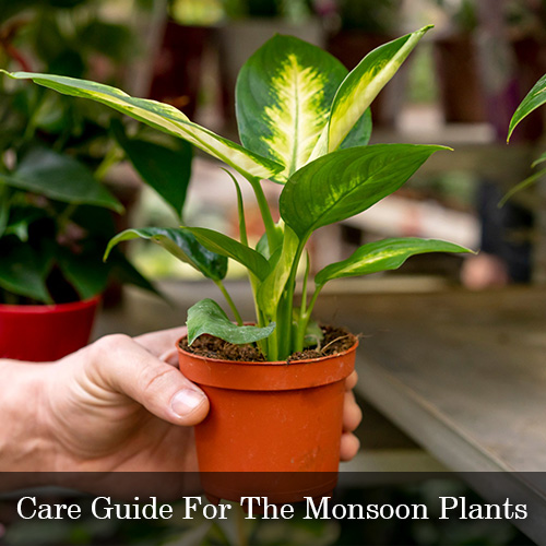Care Guide For The Monsoon Plants
