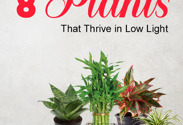 8 Plants That Thrive in Low Light