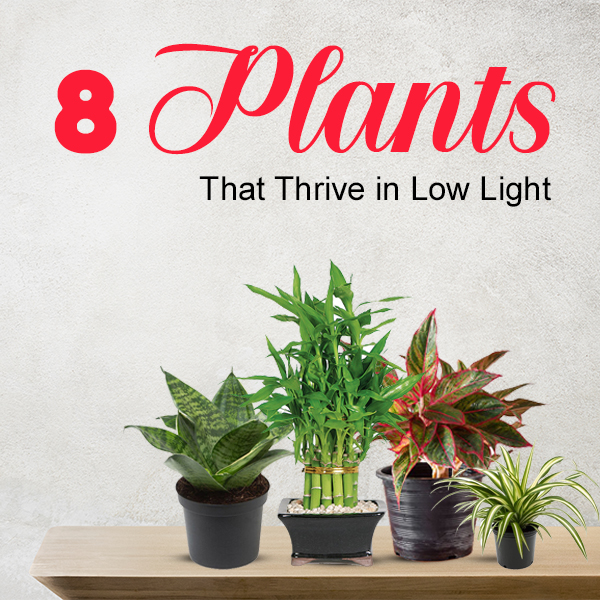 8 Plants That Thrive in Low Light